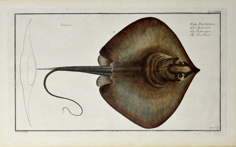 Marcus Elieser Bloch (1723-1799), Raja Pastinaca (Fire Flaire), Pl LXXXII