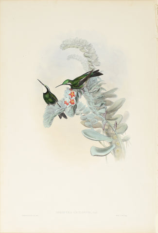 John Gould (1804-1881), Oreopyra Leucaspis (White Throated Mountaingem)