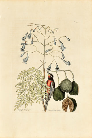 Mark Catesby (1683-1749), The Bahama Finch, P42