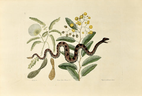 Mark Catesby (1683-1749), The Small Rattle Snake, P42