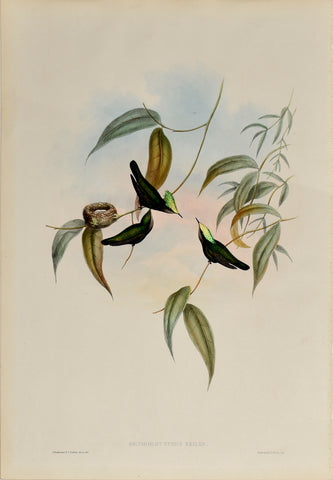 John Gould (1804-1881), Orthorhynchus Exilis (Gilt Crest)