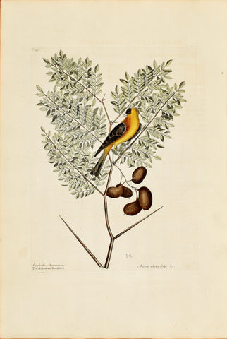 Mark Catesby (1683-1749), The American Goldfinch, P43