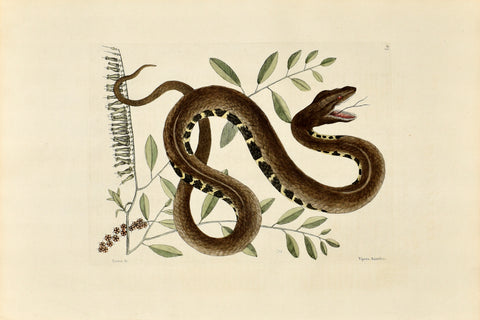 Mark Catesby (1683-1749), The Water Viper, P43