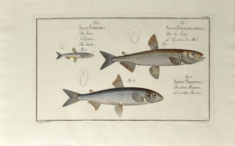 Marcus Elieser Bloch (1723-1799), Salmo Eperlano-Marinus, Salmo Eperlanus, Salmo Maraenula (Marine Smelt, Smelt, Lesser Smelt), Pl XXVIII
