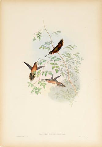 John Gould (1804-1881), Phaethornis Adolphi (Adolph's Hermit)