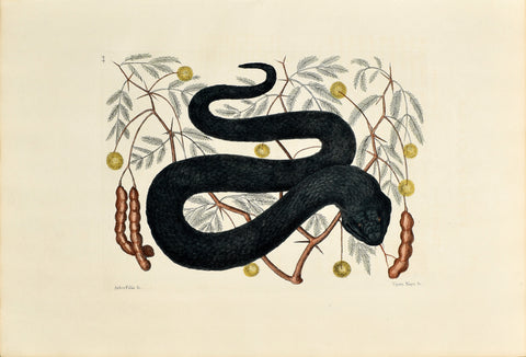 Mark Catesby (1683-1749), The Black Viper, P44
