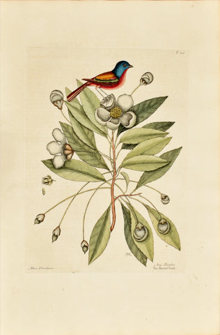 Mark Catesby (1683-1749), The Painted Finch, P44