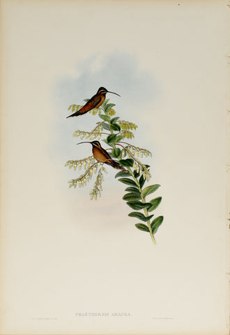 John Gould (1804-1881), Phaethornis Amaura (Stripe Throated Hermit)