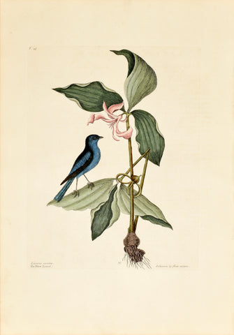 Mark Catesby (1683-1749), The Blue Linnet, P45