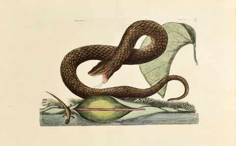 Mark Catesby (1683-1749), The Brown Viper, P45