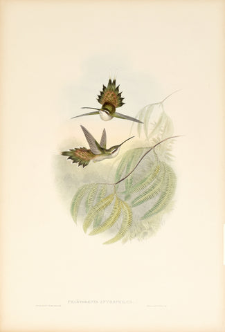 John Gould (1804-1881), Phaethornis Anthophilus (Pallid Hermit)