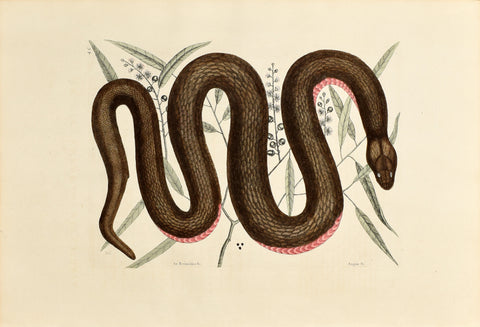 Mark Catesby (1683-1749), The Copper Bellied Snake, P46