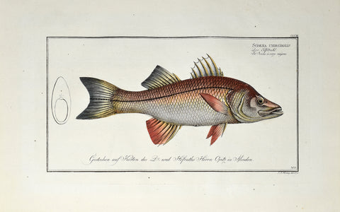 Marcus Elieser Bloch (1723-1799), Sciaena Undecimalis (Common Snook), Pl CCCIII