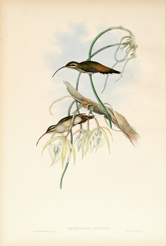 John Gould (1804-1881), Phaethornis Cephalus (Mexican Hermit)