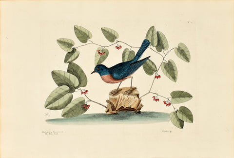 Mark Catesby (1683-1749), The Blue Bird, P47