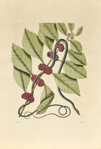 Mark Catesby (1683-1749), The Blueish Green Snake, P47