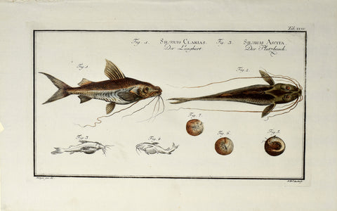 Marcus Elieser Bloch (1723-1799), Silurus Clarias & Silurus Ascita (Long Bearded Catfish & Crack Belly Catfish), Pl XXXV