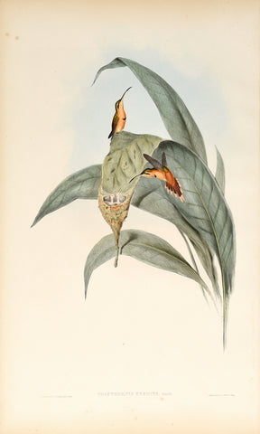 John Gould (1804-1881), Phaethornis Eremita (Little Hermit)