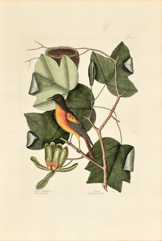 Mark Catesby (1683-1749), The Baltimore Bird, P48