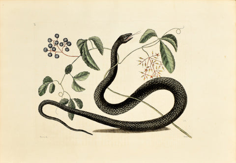 Mark Catesby (1683-1749), The Black Snake, P48