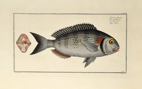 Marcus Elieser Bloch (1723-1799), Sparus Aurata (Gilt Head), Pl CCLXVI