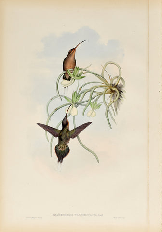 John Gould (1804-1881), Phaethornis Fraterculus (Allied Hermit)