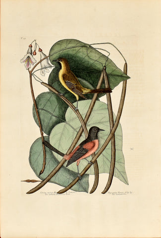 Mark Catesby (1683-1749), The Bastard Baltimore Bird, P49