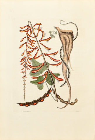 Mark Catesby (1683-1749), The Little Brown Bead Snake, P49