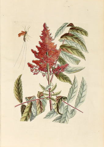 Mark Catesby (1683-1749), Ichneumon Fly, no. 4