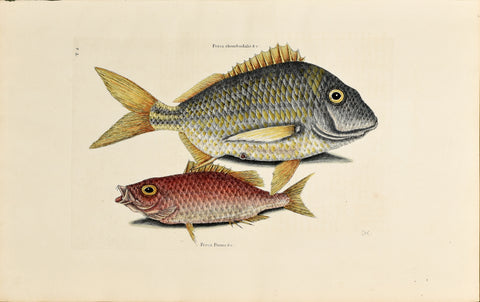 Mark Catesby (1683-1749), The Pork Fish, P4