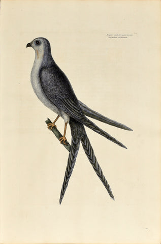 Mark Catesby (1683-1749), The Swallow Tailed Hawk, P4
