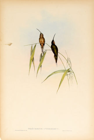 John Gould (1804-1881), Phaethornis Intermedius (Middle Sized Hermit)