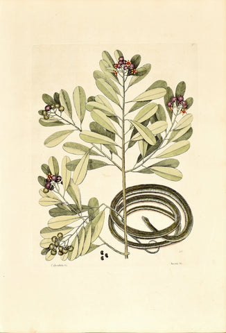Mark Catesby (1683-1749), The Ribbon Snake, P50