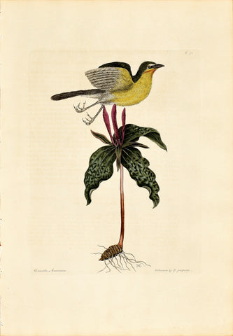 Mark Catesby (1683-1749), The Yellow-Breasted Chat, P50