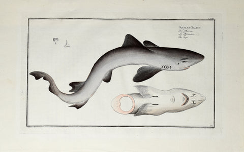Marcus Elieser Bloch (1723-1799), Squalus Galeus (Tope), Pl CXVIII