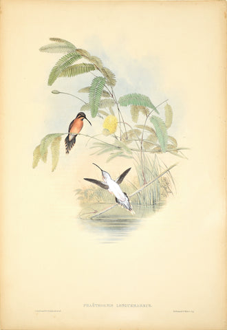 John Gould (1804-1881), Phaethornis Longuemareus (Longeumare's Hermit)