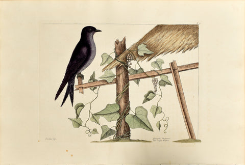 Mark Catesby (1683-1749), The Purple Martin, P51