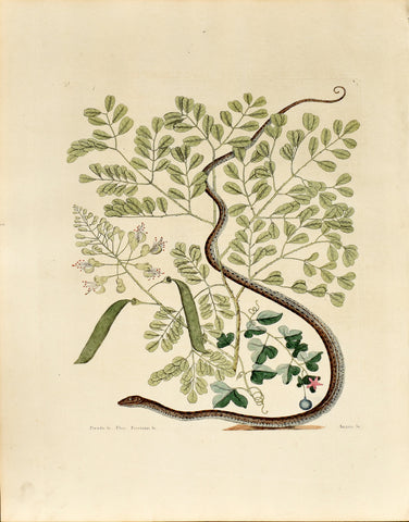 Mark Catesby (1683-1749), The Spotted Ribbon Snake, P51