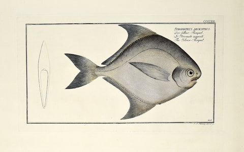 Marcus Elieser Bloch (1723-1799), Stromateus Argenteus (Silver Pampel), Pl CCCCXXI
