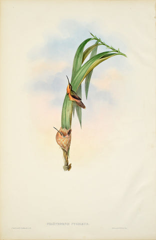 John Gould (1804-1881), Phaethornis Pygmaeus (Pigmy Hermit)
