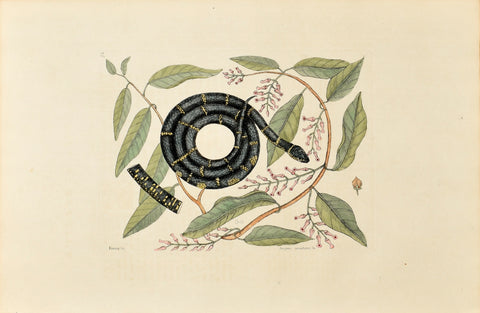 Mark Catesby (1683-1749), The Chain Snake, P52