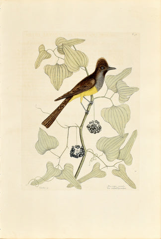 Mark Catesby (1683-1749), The Crested Flycatcher, P52