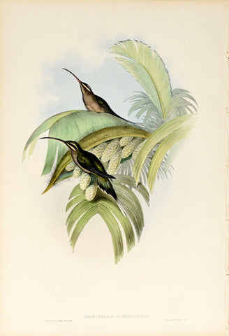 John Gould (1804-1881), Phaethornis Superciliosus (Cayenne Hermit)