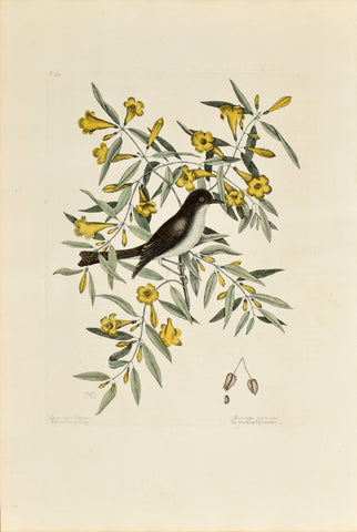 Mark Catesby (1683-1749), The Blackcap Flycatcher, P53