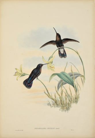 John Gould (1804-1881), Pinarolaema Buckleyi (Buckley's Mountain)