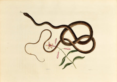 Mark Catesby (1683-1749), The Coach Whip Snake, P54