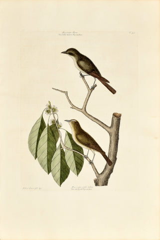 Mark Catesby (1683-1749), The Little Brown Flycatcher, The Red Eyed Flycatcher, P54
