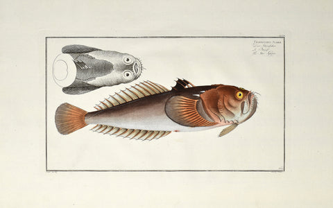 Marcus Elieser Bloch (1723-1799), Uranoscopus Scaber (Star Gazer), Pl CLXIII