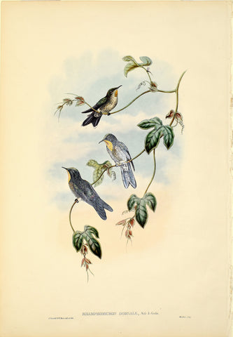John Gould (1804-1881), Rhamphomicron Dorsale (Black Throated Hornbill)