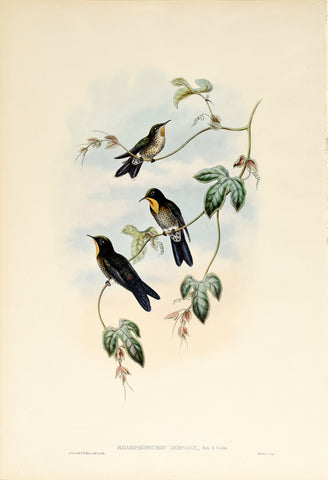 John Gould (1804-1881), Rhamphomicron Dorsale (Black Throated Hornbill)